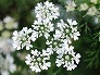 _2011_06_coriandrum.jpg