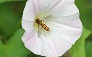 _2011_06_episyrphus.jpg