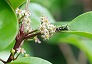 _2011_06_ilex_rotunda.jpg
