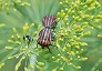 _2011_07_graphosoma.jpg
