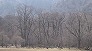 _2002_04_forest2.jpg