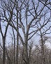 _2002_04_quercus2.jpg
