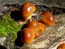 _2004_10_nameko.jpg
