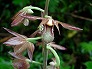 _2005_07_eulophia.jpg