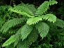 _2005_08_cyathea.jpg