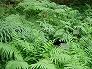 _2005_09_fern_garden.jpg