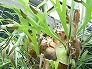 _2005_09_platycerium.jpg