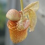 _2008_01_coryanthes.jpg