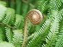 _2008_02_gleichenia.jpg