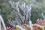 _2008_02_ice01.jpg