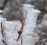 _2008_02_ice02.jpg