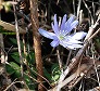 _2008_04_anemone.jpg
