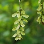 _2008_09_acer_rufinerve.jpg