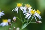 _2008_09_aster.jpg