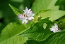 _2008_09_persicaria.jpg
