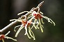 _2009_03_hamamelis.jpg