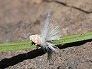 _2009_06_orosanga2.jpg