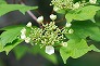 _2009_06_viburnum.jpg