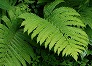 _2009_07_onoclea.jpg