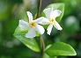 _2009_08_trachelospermum.jpg