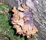 _2009_10_ascoclavulina.jpg