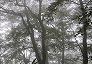 _2009_10_fagus1.jpg
