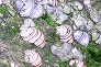 _2009_10_fomes.jpg