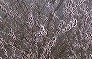 _2010_02_salix.jpg