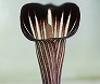 _2010_03_arisaema.jpg