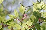 _2010_05_acer_carpinifolium.jpg