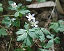 _2010_05_anemone.jpg