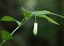 _2010_05_disporum.jpg