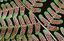 _2010_06_dryopteris.jpg