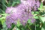 _2010_07_spiraea.jpg