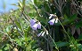 _2010_09_adenophora.jpg