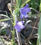 _2010_09_campanula.jpg