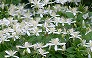 _2010_09_clematis.jpg