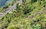 _2010_09_tenjyo2.jpg