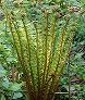 _2011_05_dryopteris_crassirhizoma.jpg