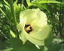 _2004_08_okra.jpg