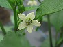 _2006_06_pepper_fl.jpg