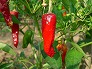 _2006_08_piment.jpg