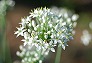 _2007_09_alium.jpg