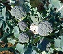 _2007_12_broccoli.jpg