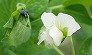 _2008_04_pea.jpg