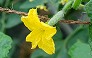 _2008_06_cucurbita.jpg