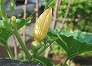 _2008_07_cucurbita.jpg