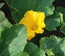 _2008_07_cucurbita_m.jpg