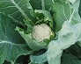 _2008_11_cauliflower.jpg