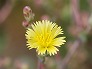 _2008_11_lactuca.jpg